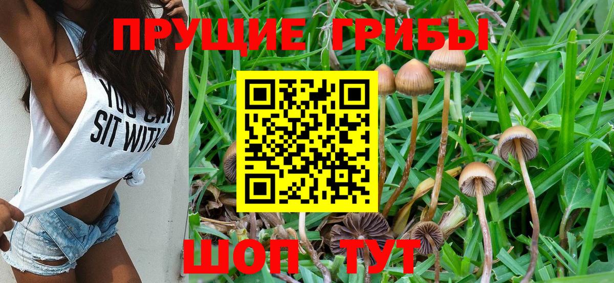 Псилоцибиновые грибы Psilocybe  Вход с VPN  Псилоцибиновые грибы GOLDEN TEACHER  Камышлов 